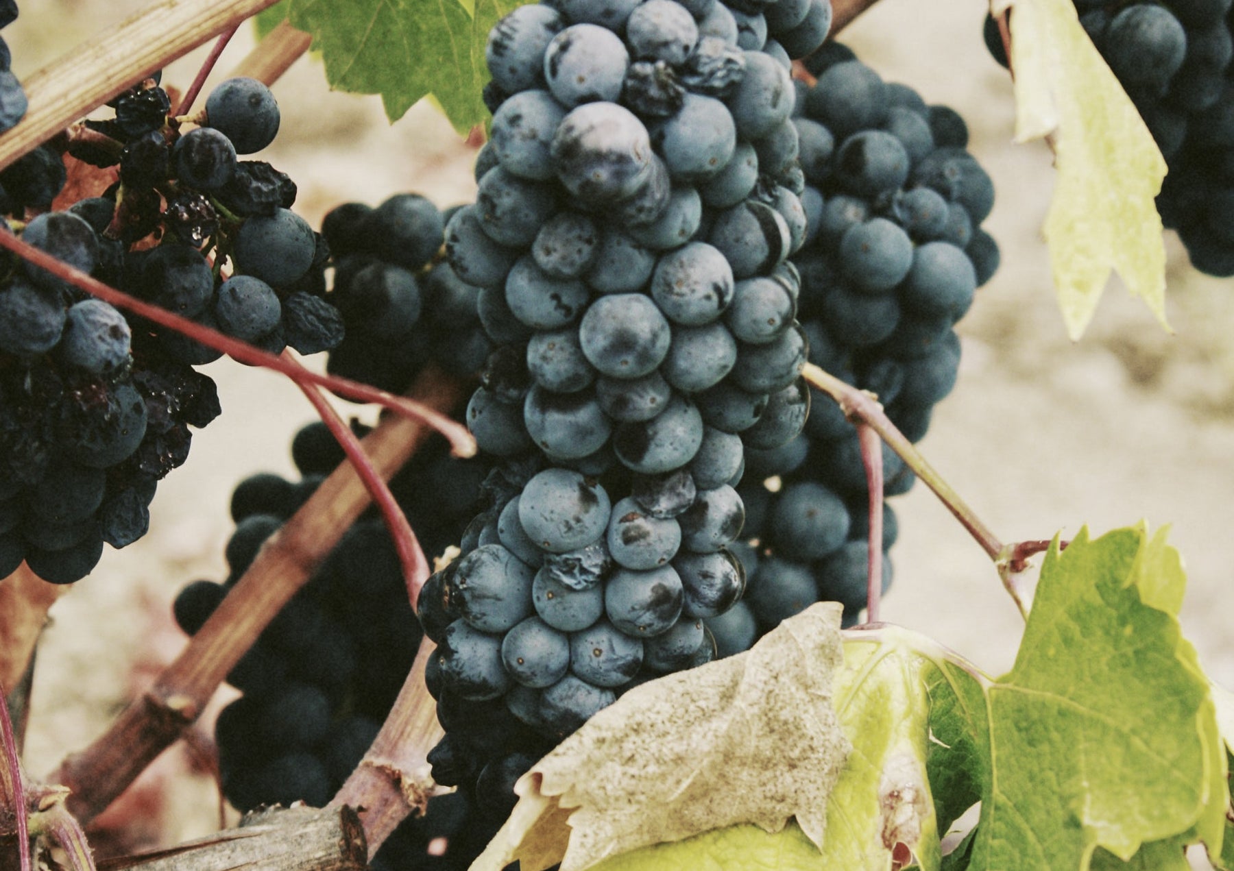 Our Wines